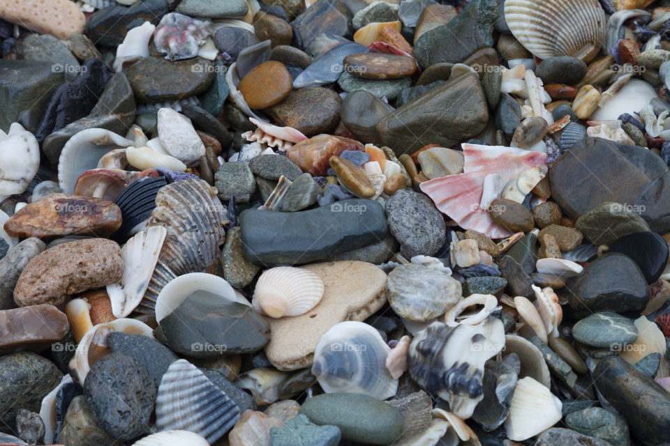 Beach Rocks and Shells 