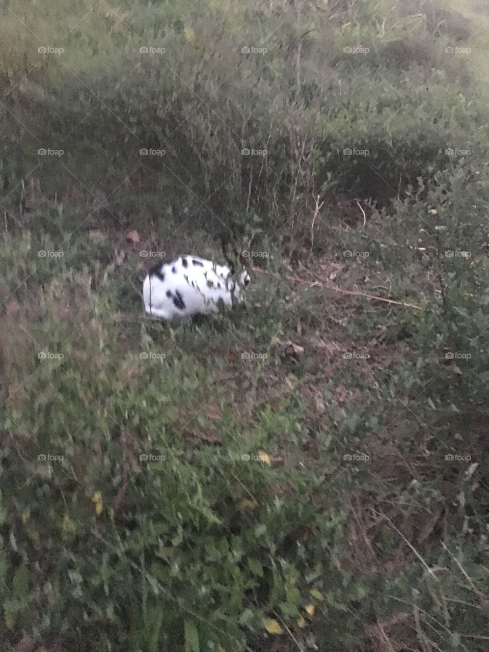 Bunny hideaway 