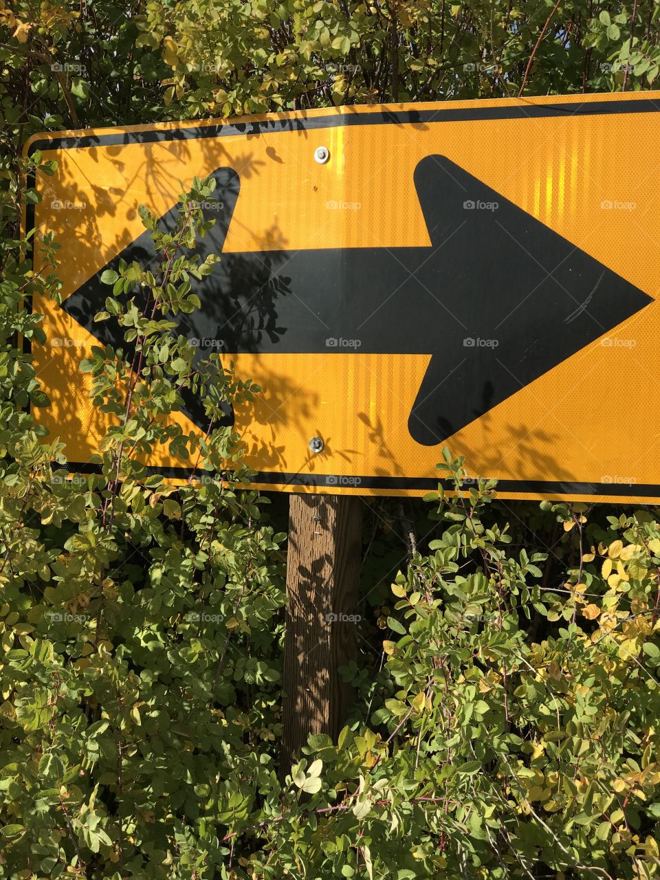 A road sign seeks to offer a choice between turning right or left on a farming backroad in Central Oregon but overgrown bushes with fall colors partially obscure the choice to turn left. 