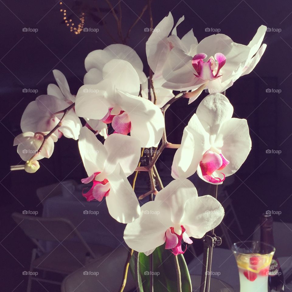 Orchids, Elegant, Tropical, Flower, Nature