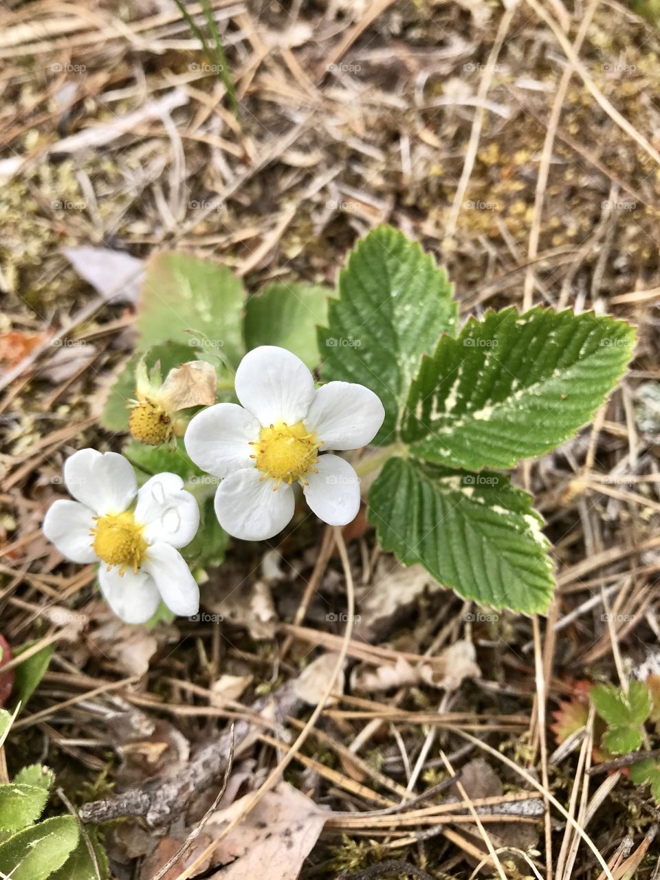 Wild strawberry flowers 