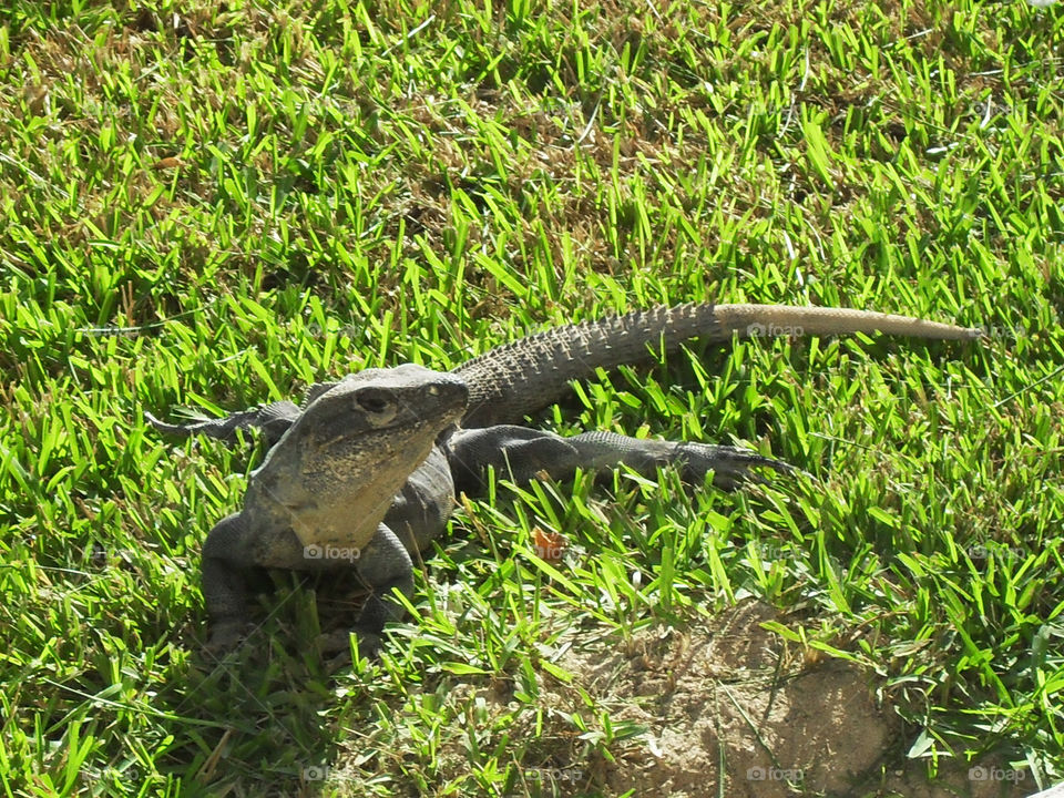 grass lizard mexico close up by kpt613