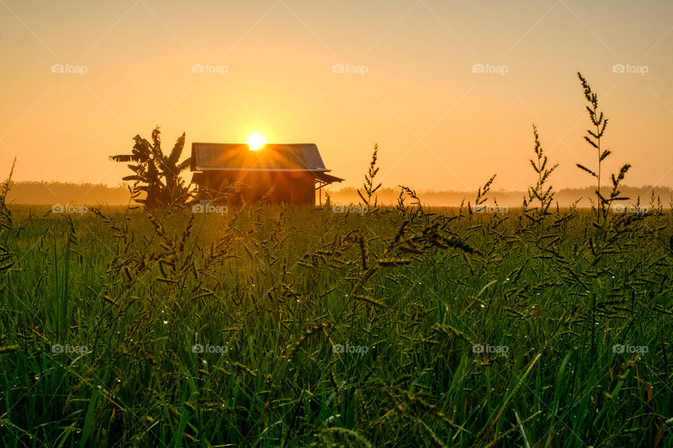 Sunrise burst over the hut in the middle of green rice paddy field with golden sky. The shot location is in Sawah Sagil Ayer Hitam, Johor, Malaysia.