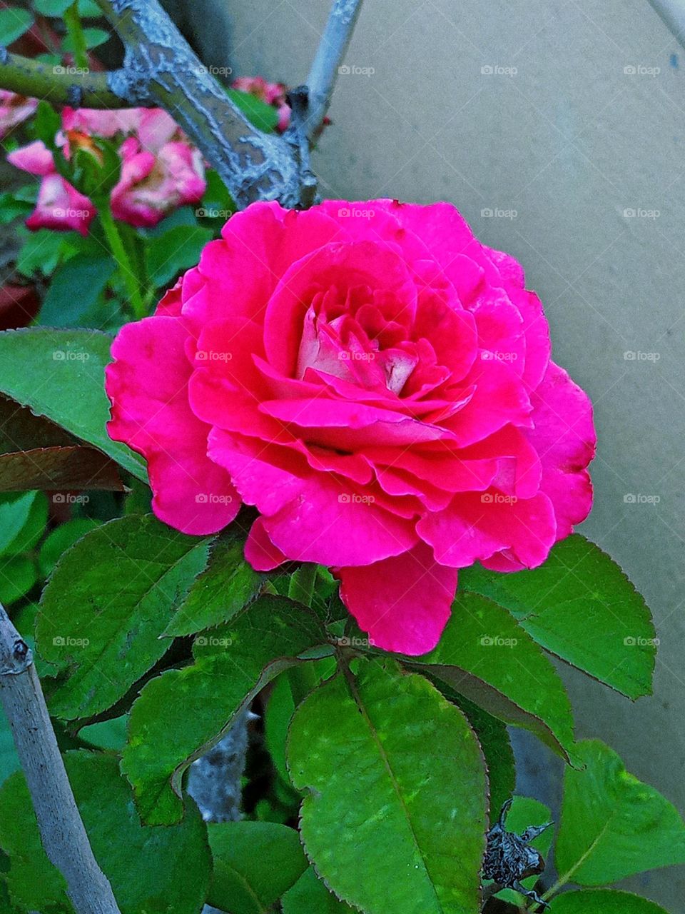 Beautiful pink💕 rose 🌹flower🌺🌻🌹🌷in our garden