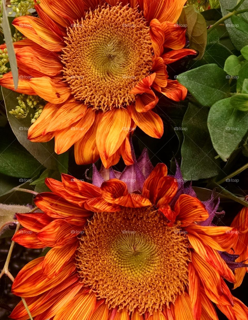 orange sunflowers