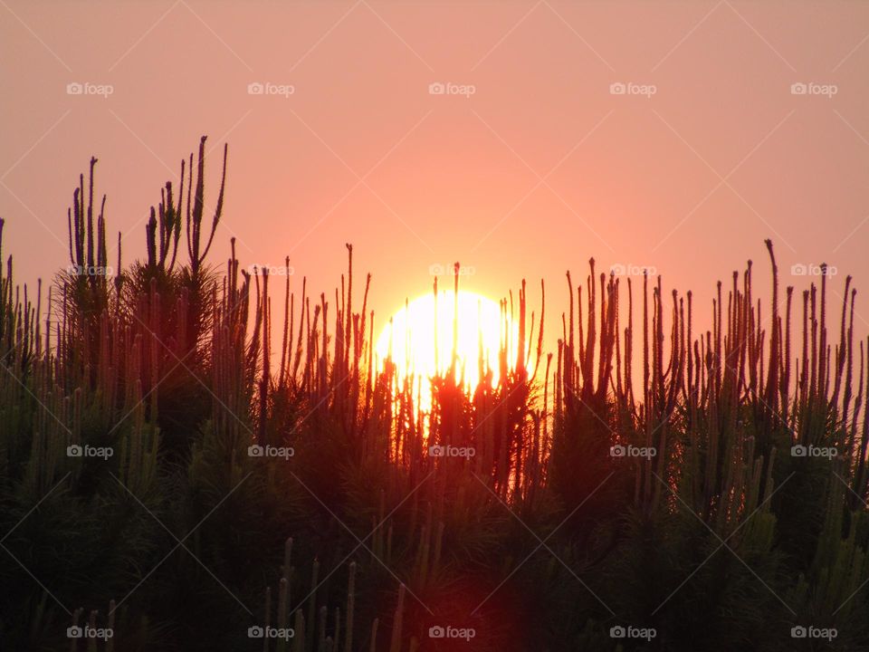 Sun setting on the pines