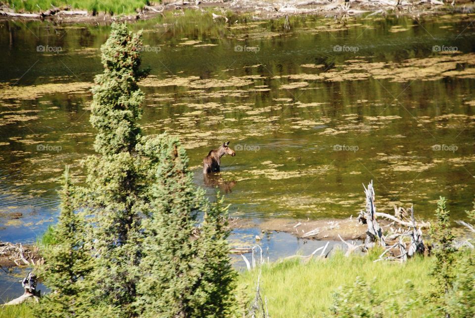 Cow moose