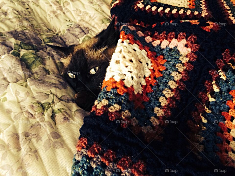 Nefertiti, the queen while in winter
