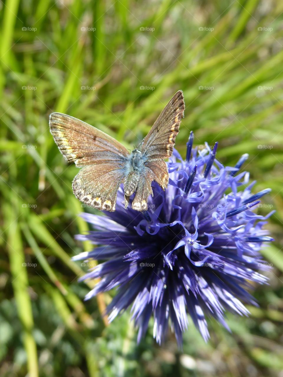 butterfly on a chardon