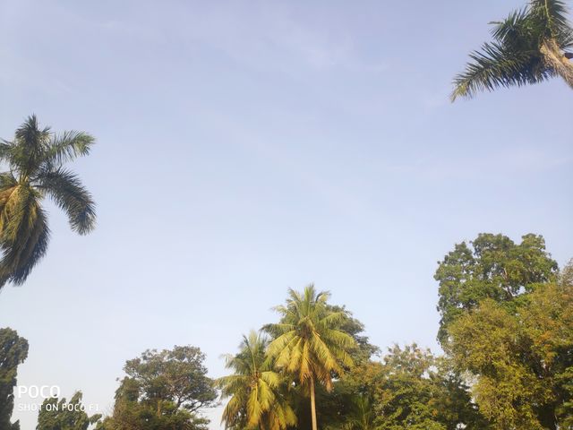 Tree's
