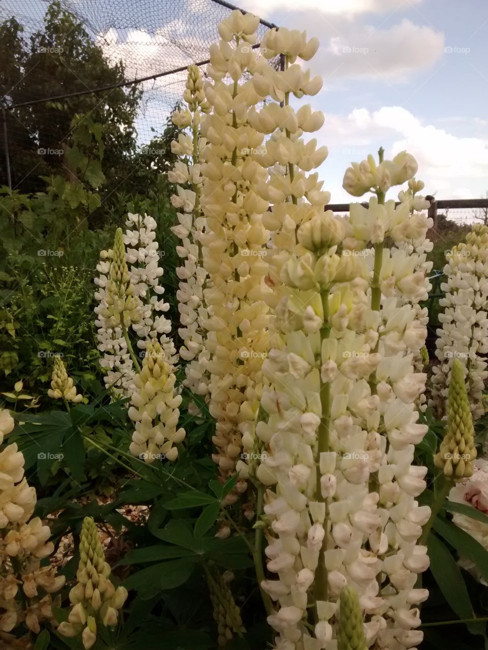 Lovely Lupins