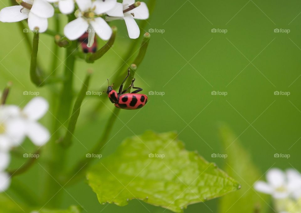 Beautiful ladybug. Outdoors little bugs soaking up the sun