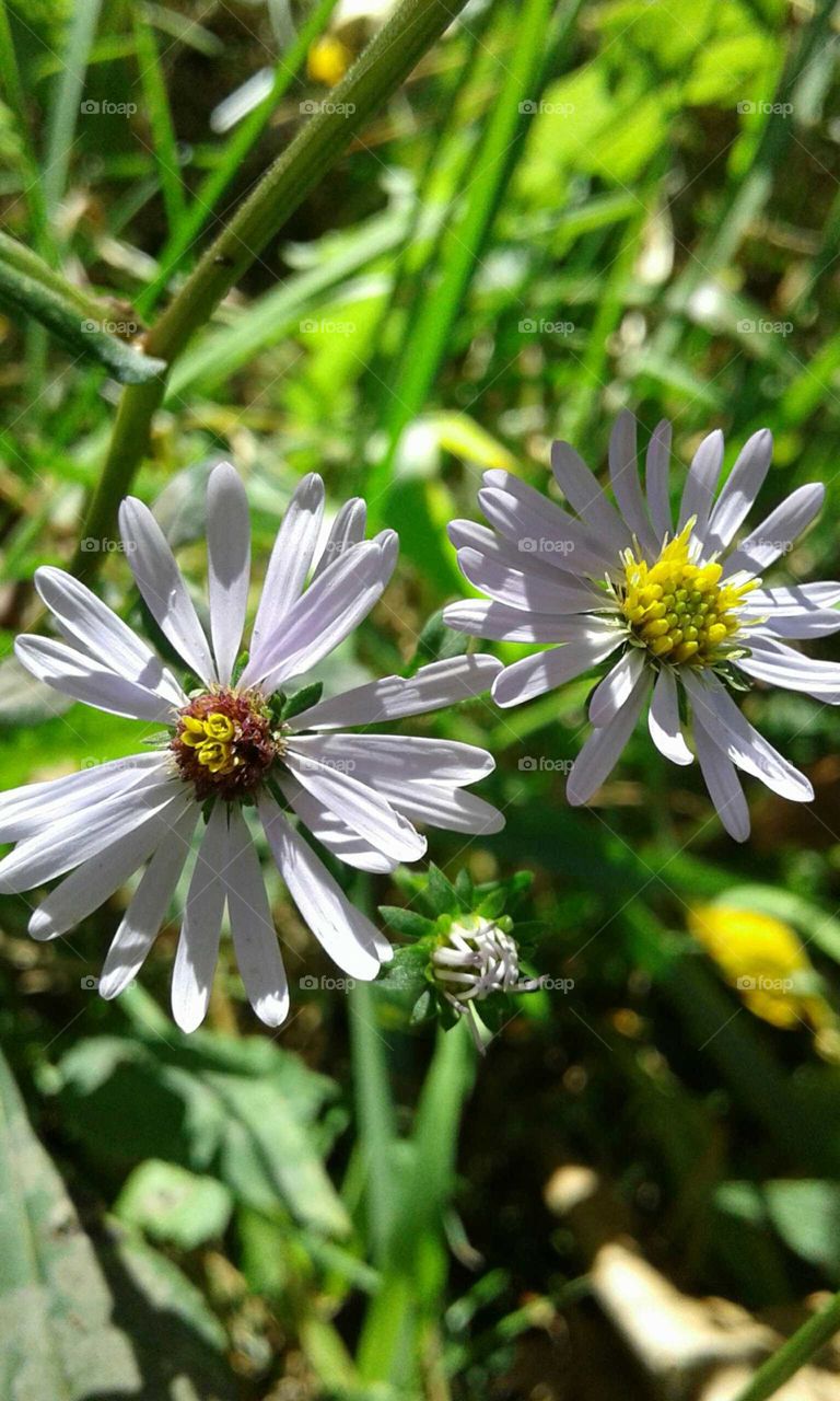 Wildflowers