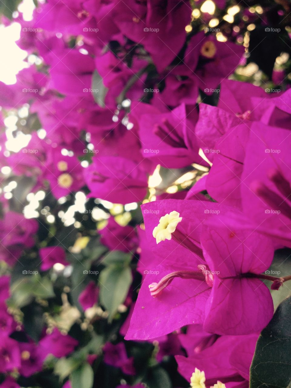 Bouganvillea. Part of the flowers in my garden