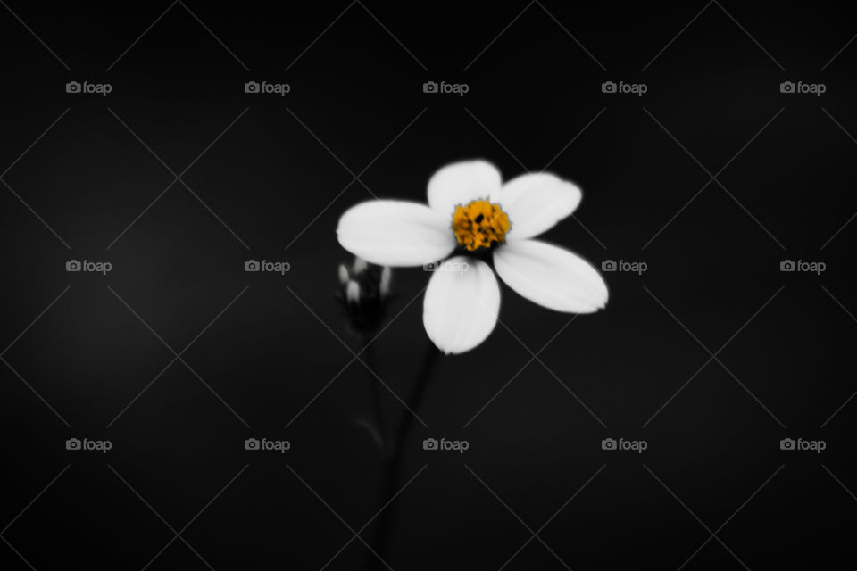 black and white color