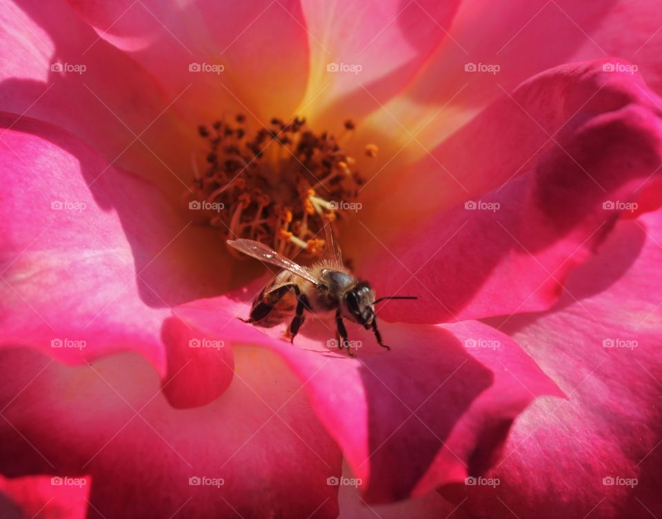 Extreme close up of a bee on flower