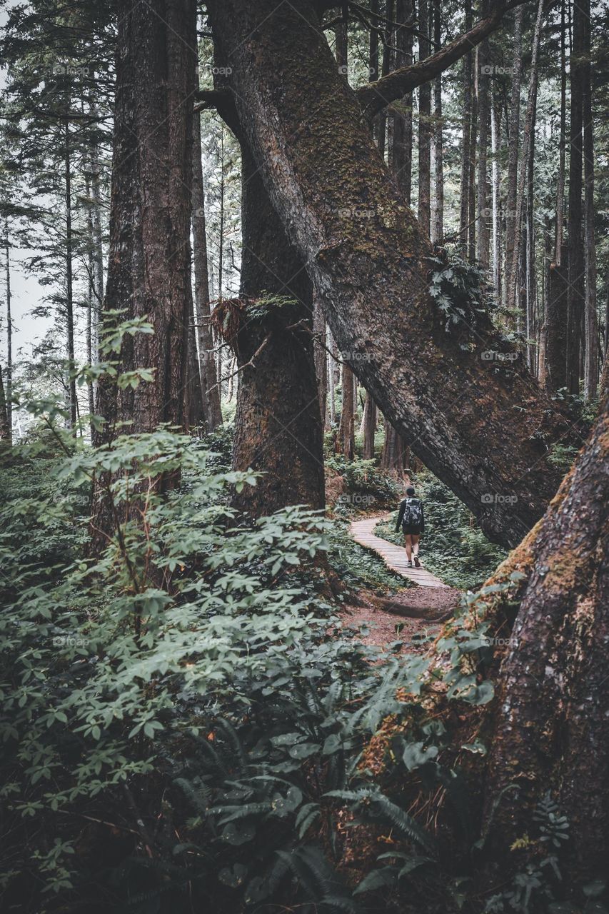 Travelled wanders through forest of large trees