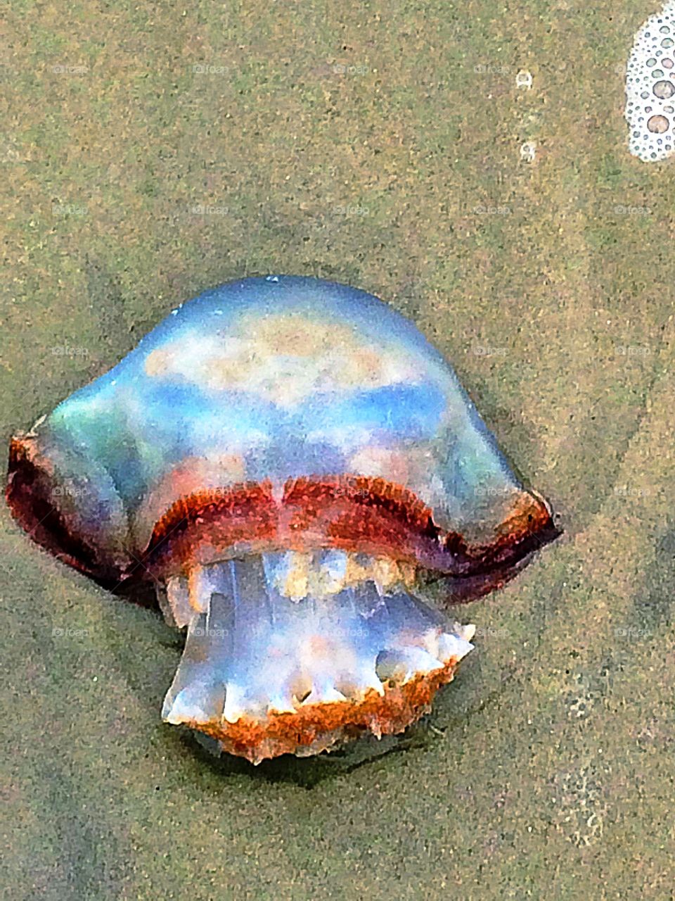 Jellyfish, Myrtle Beach 