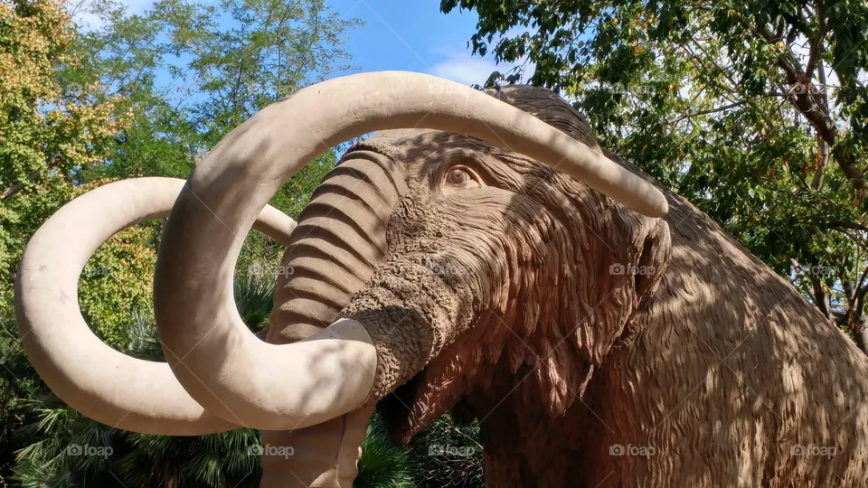 mamut