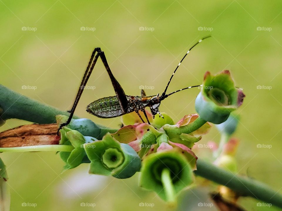 Scudderia furcata - fork-tailed bush katydid