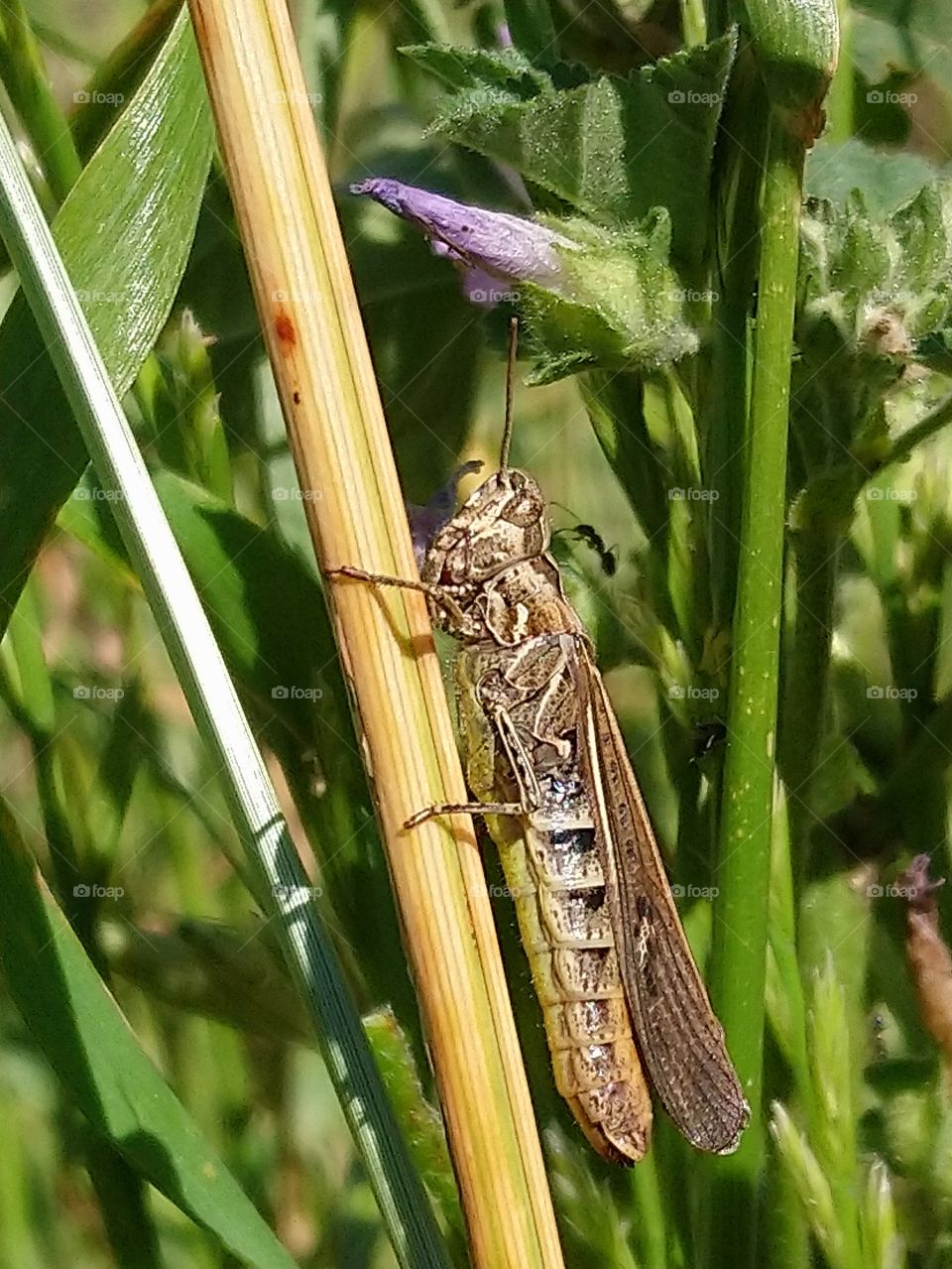 Insect nature