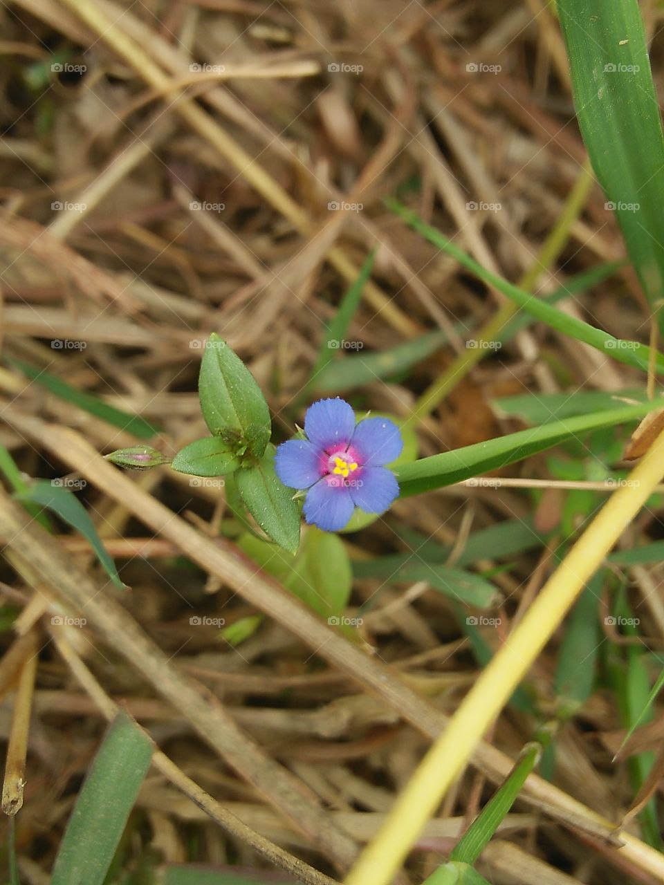 grass flower