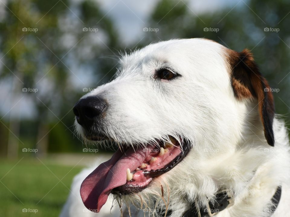 Cute dog enjoying summer afternoon in nature park 