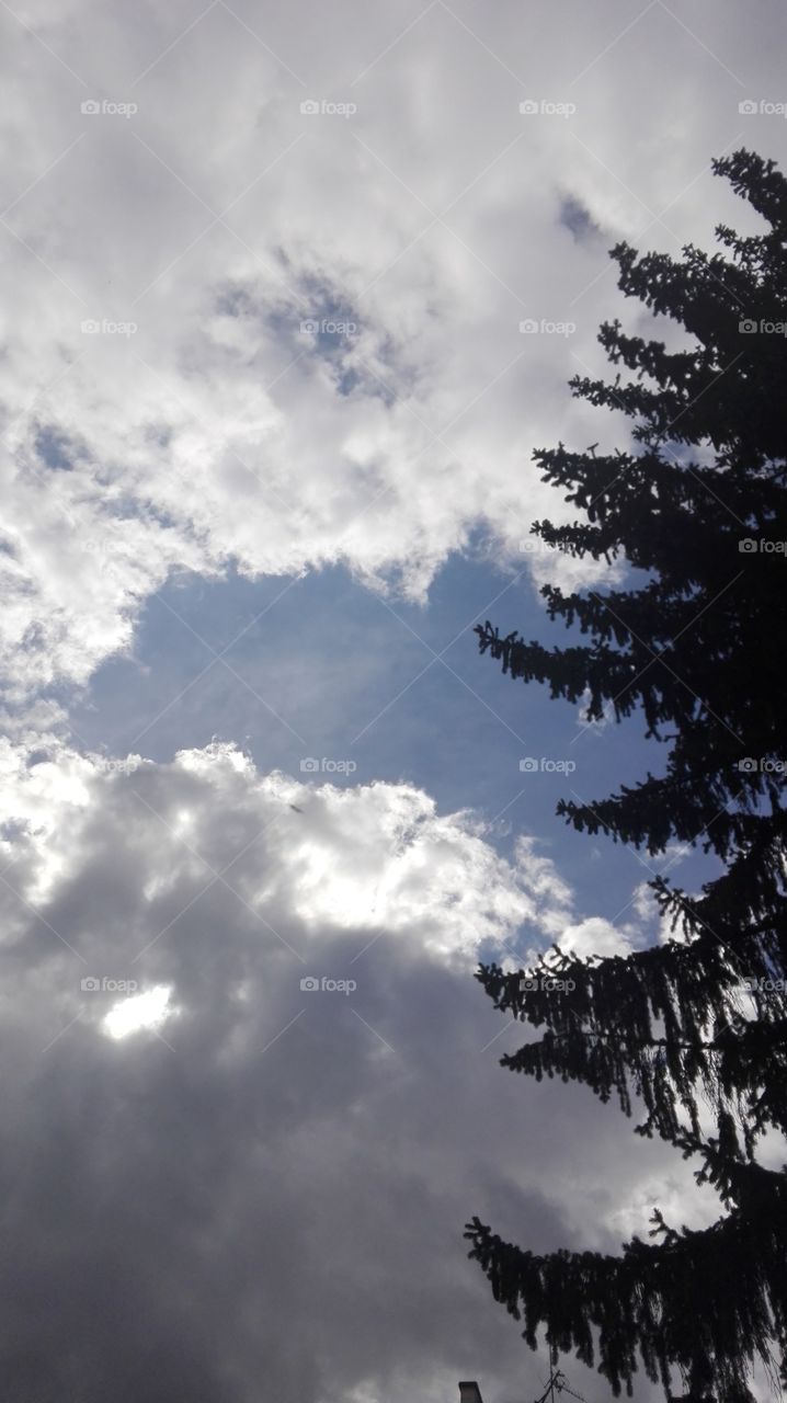 Pine tree, clouds