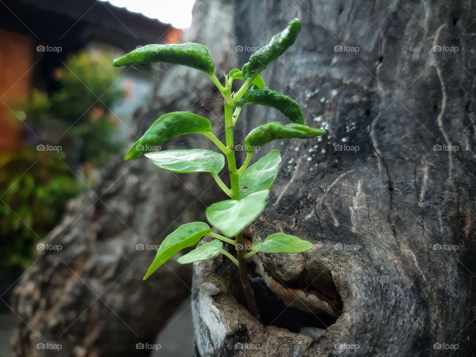 A new young tree that grows from the inside of the other tree's trunk. It represents a circle of life.