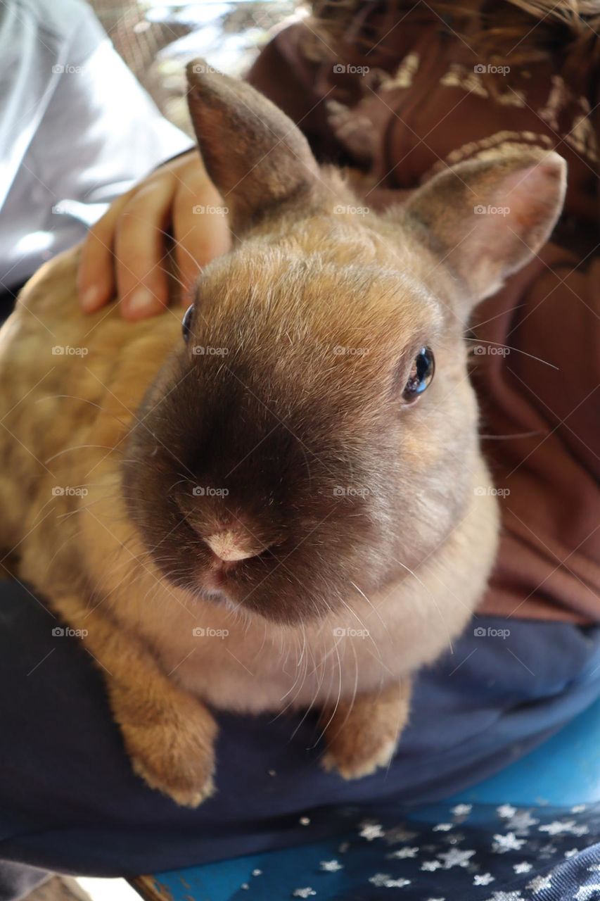 Patting a rabbit 