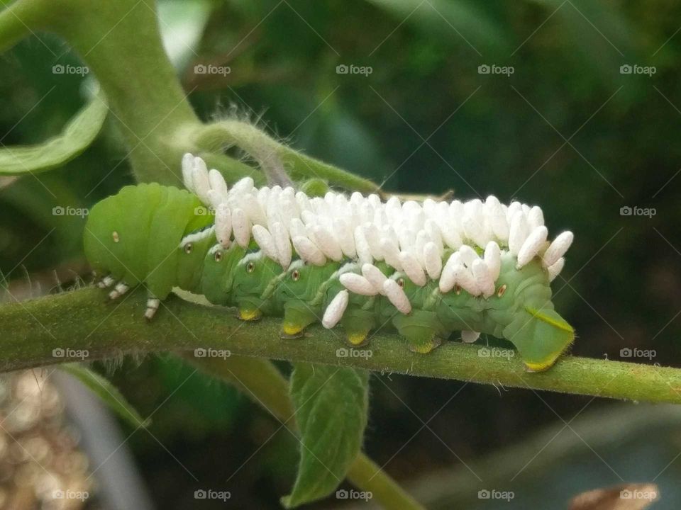 Caterpillar with braconid wasp eggs.