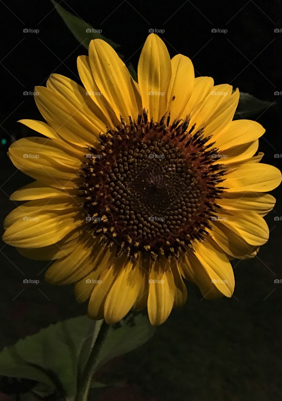 Sunflower bloom at night using dim lighting!