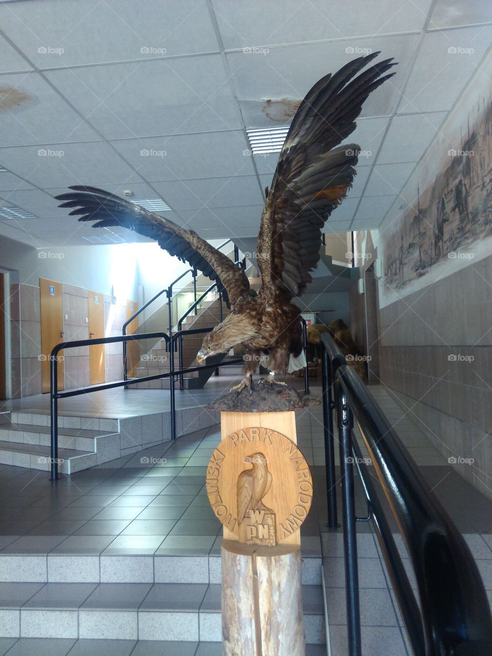eagle with wide wings in museum
