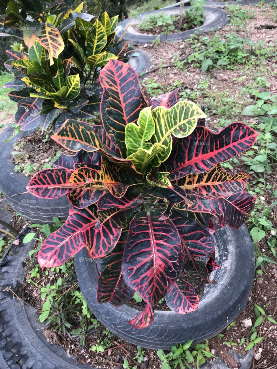 This rainbow plant looks almost too beautiful to be real with its crisp leaves and contrasting black showcasing the veins of colour throughout the leaves. Its trendy container shows creativity and resourcefulness.