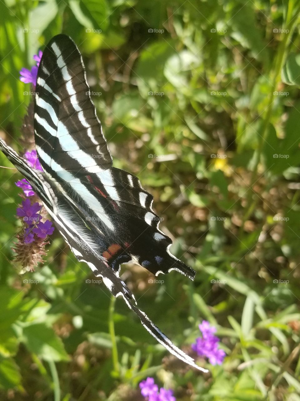 butterfly