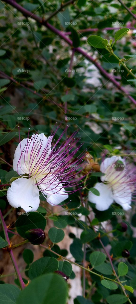 Capparis spinosa