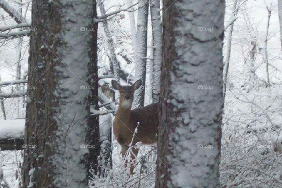 Doe in the snow
