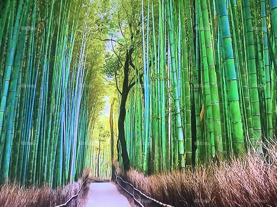Bamboo Trees in the Middle