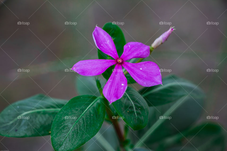 Beautiful flower