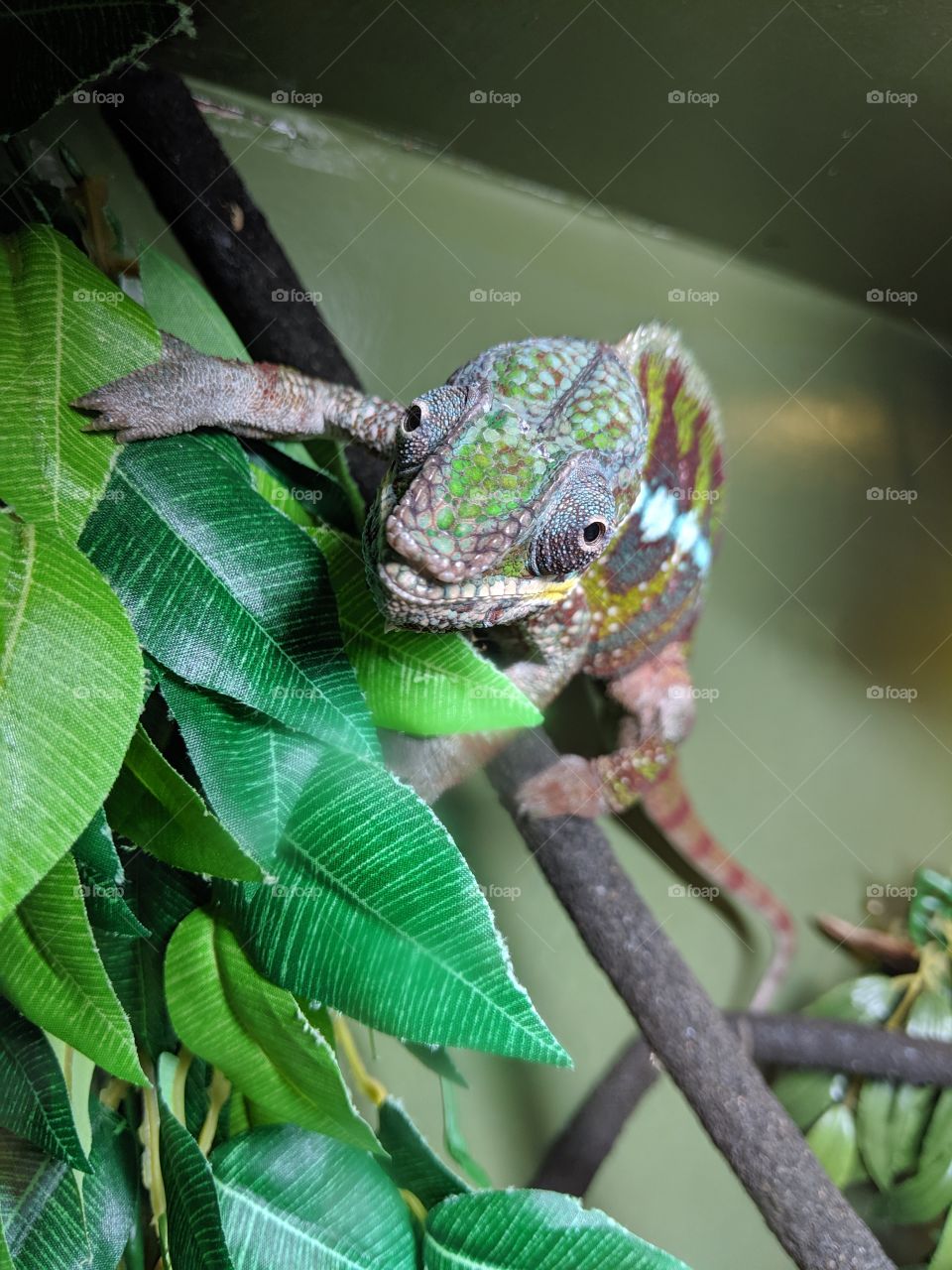 cute little chameleon coming to say hello!