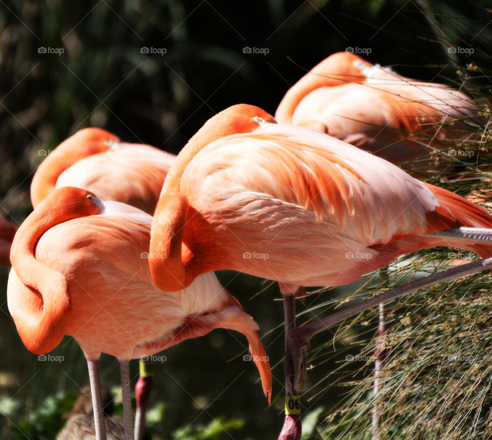 flock of pink flamingos