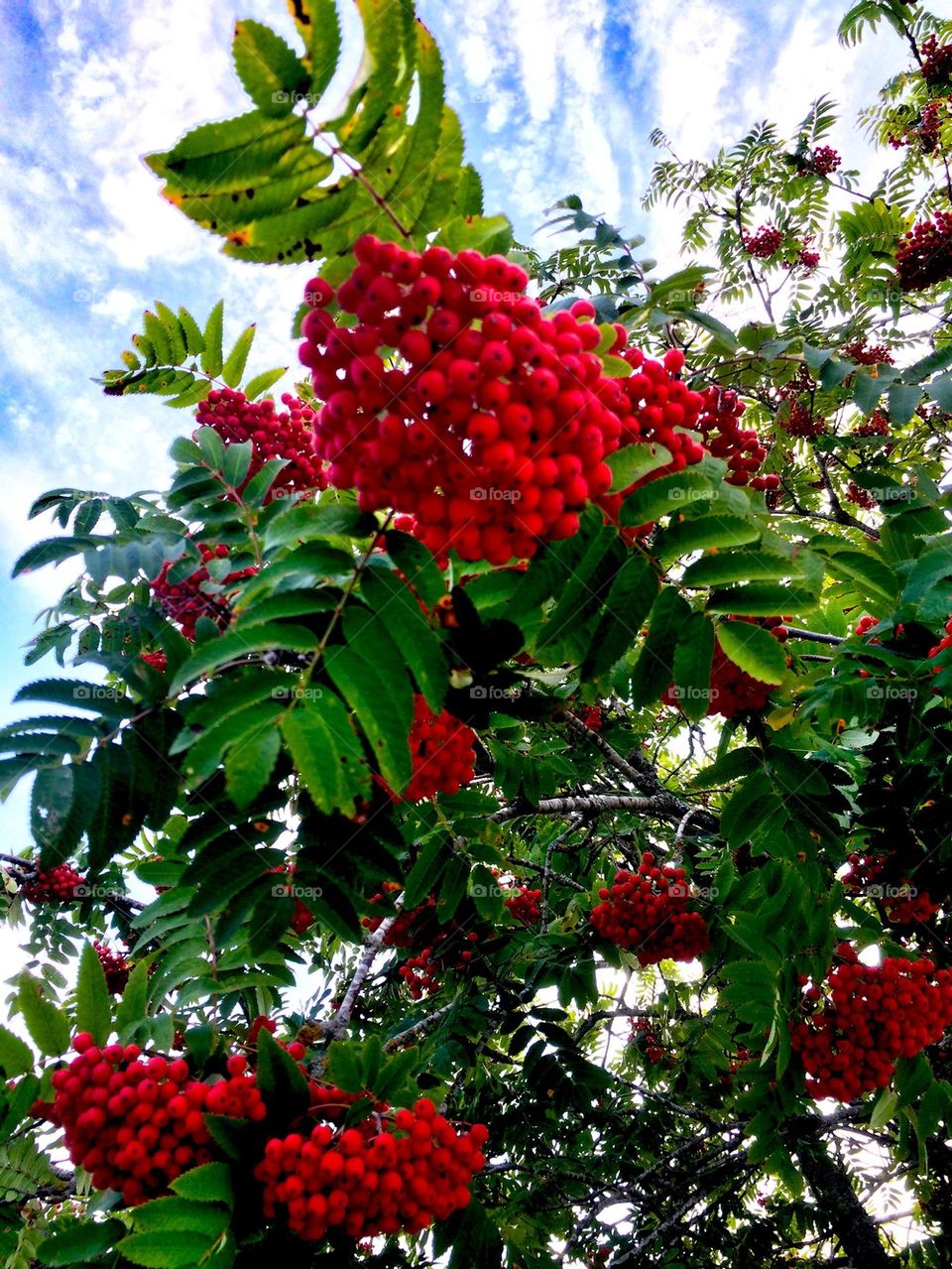 Rowan berries