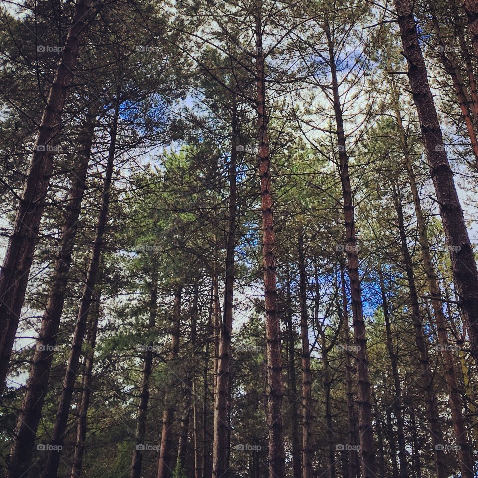 A walk among the pines 