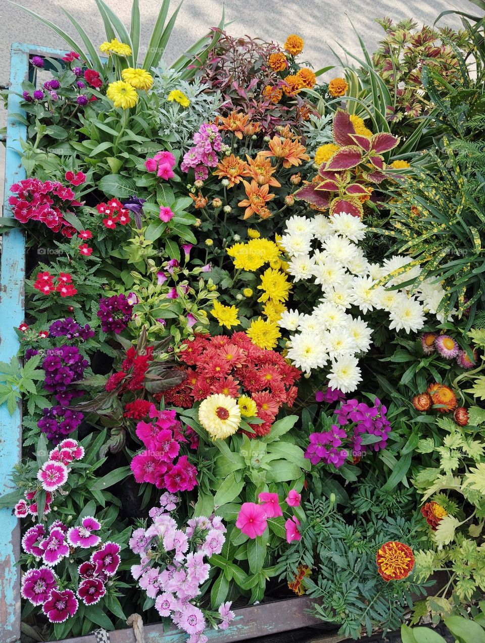 multi species of flowers, different shades of colours, seasonal fresh shurb small size looks very beautiful generally found everywhere