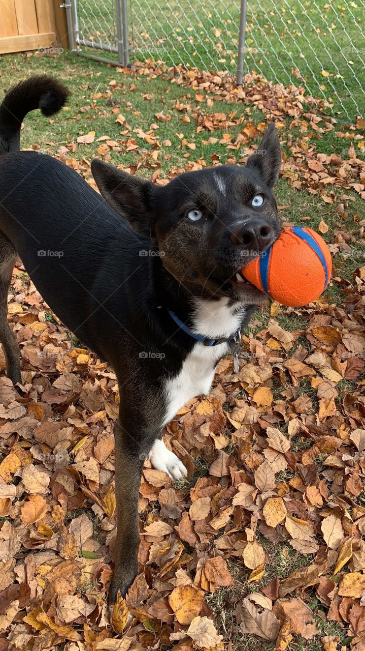 fall leaves black dog blue eyes playing ball1