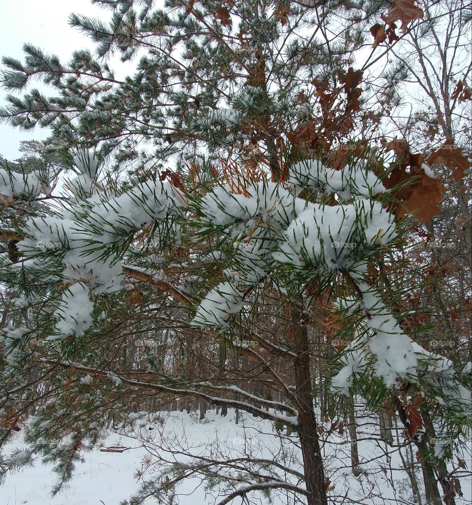 Snow-Piled Pine Tree