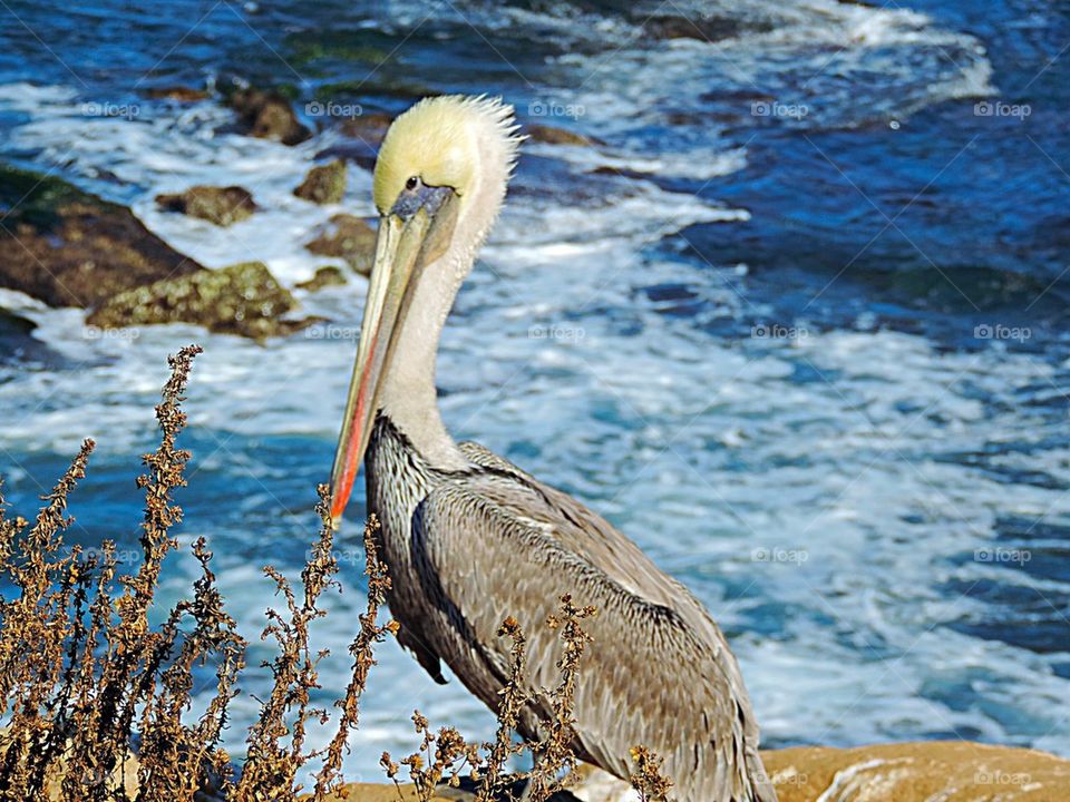 Pelican