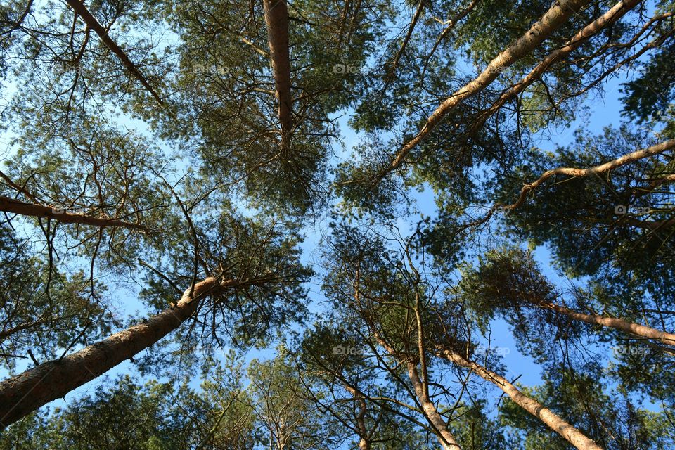 Tree, Wood, Nature, Branch, Landscape