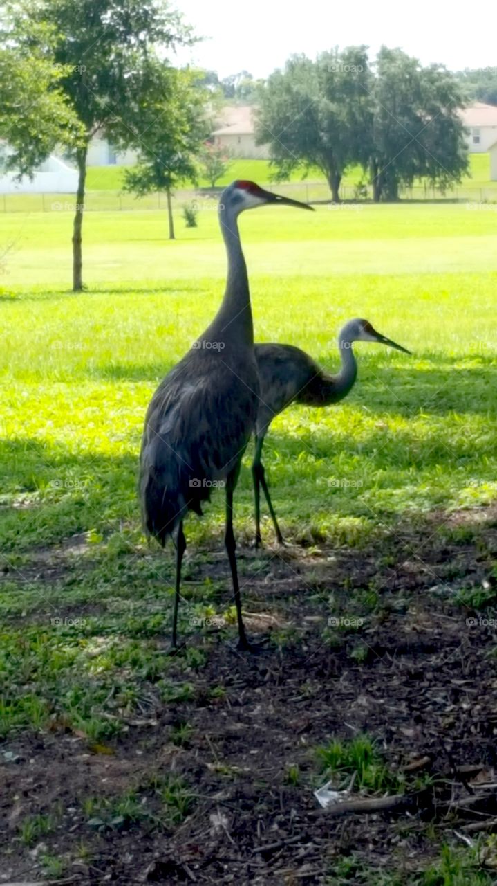 big tall birds