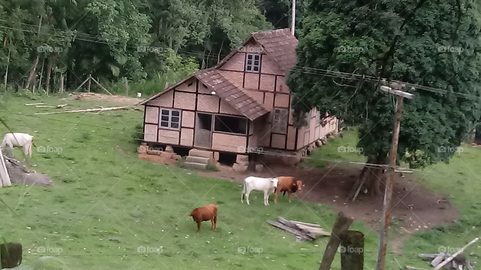 Casa de Campo Enxaimel. Mata Verde Gafo